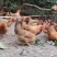 125天灵山土鸡，8000只，山上放养，黄脚黄肉！