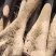 白玉山药，白玉大通货，白玉长白玉大巴掌，纯沙地，特别粉，