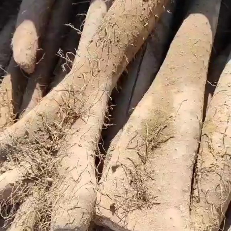 白玉山药，白玉大通货，白玉长白玉大巴掌，纯沙地，特别粉，