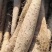 白玉山药，白玉大通货，白玉长白玉大巴掌，纯沙地，特别粉，