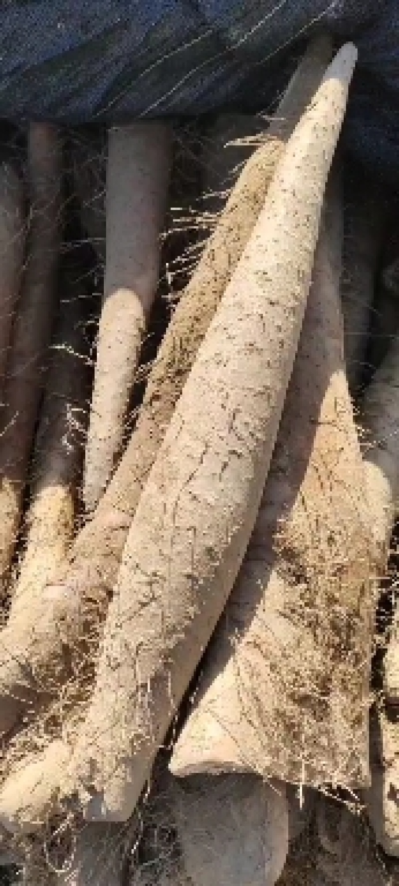 白玉山药，白玉大通货，白玉长白玉大巴掌，纯沙地，特别粉，