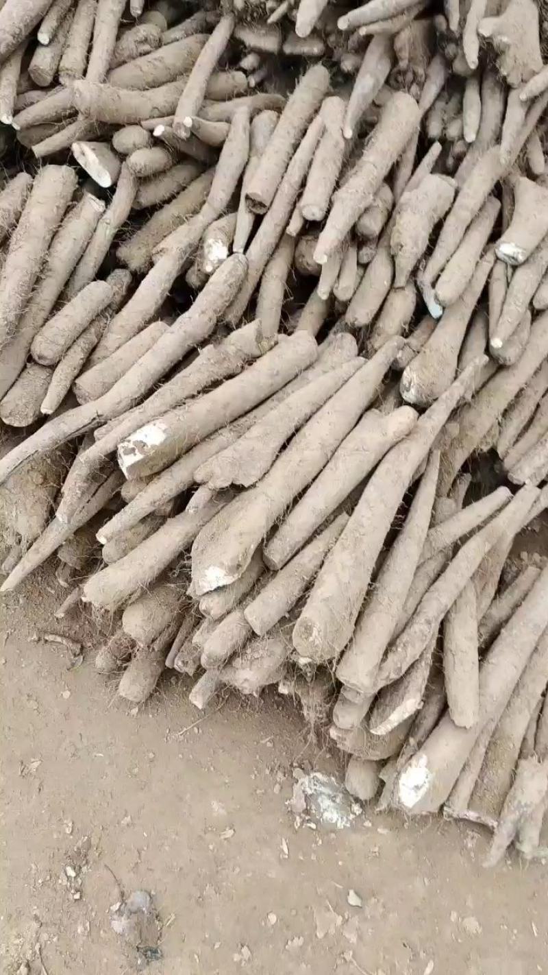白玉山药，白玉大通货，白玉长白玉大巴掌，纯沙地，特别粉，