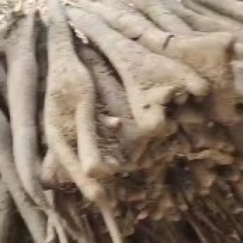 白玉山药，白玉大通货，白玉长白玉大巴掌，纯沙地，特别粉，