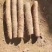 白玉山药，白玉大通货，白玉长白玉大巴掌，纯沙地，特别粉，