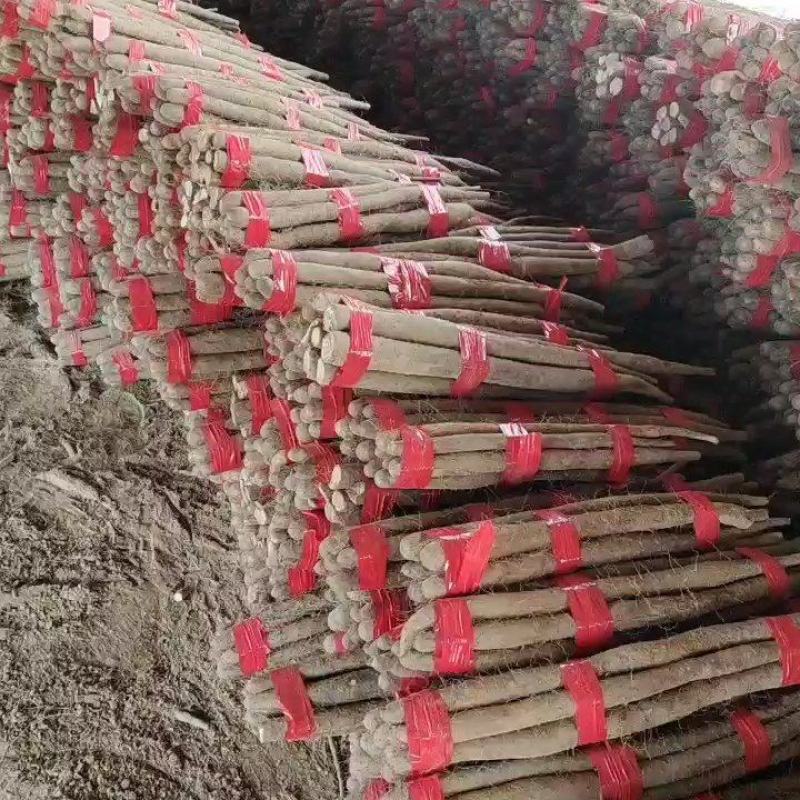 白玉山药，白玉大通货，白玉长白玉大巴掌，纯沙地，特别粉，