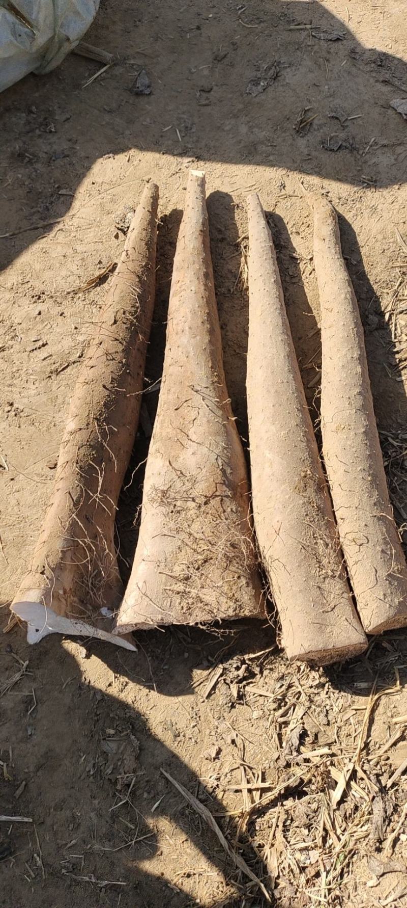 白玉山药，白玉大通货，白玉长白玉大巴掌，纯沙地，特别粉，