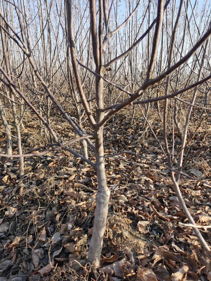 小苹果盆景，糖心小苹果盆观赏鲜食兼用的优良品种