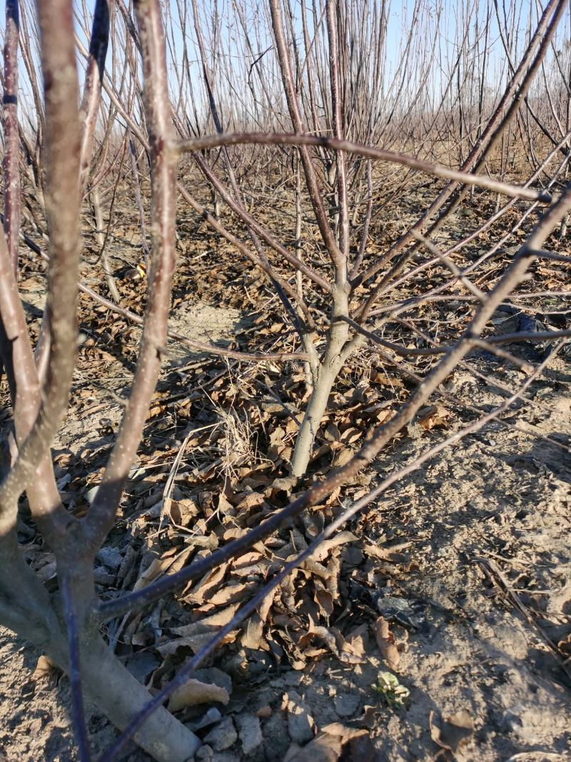 小苹果盆景，糖心小苹果盆观赏鲜食兼用的优良品种