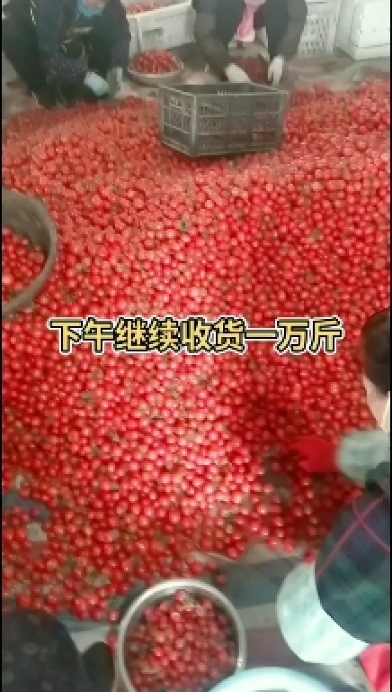 山东，济阳圣女果，质量好，价格便宜，专业代收。