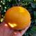 精品脐橙大量上市，个大皮薄，果园看货订货，现摘现发
