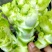 早熟儿菜种子早福娃早熟儿菜抗病高产商品性强
