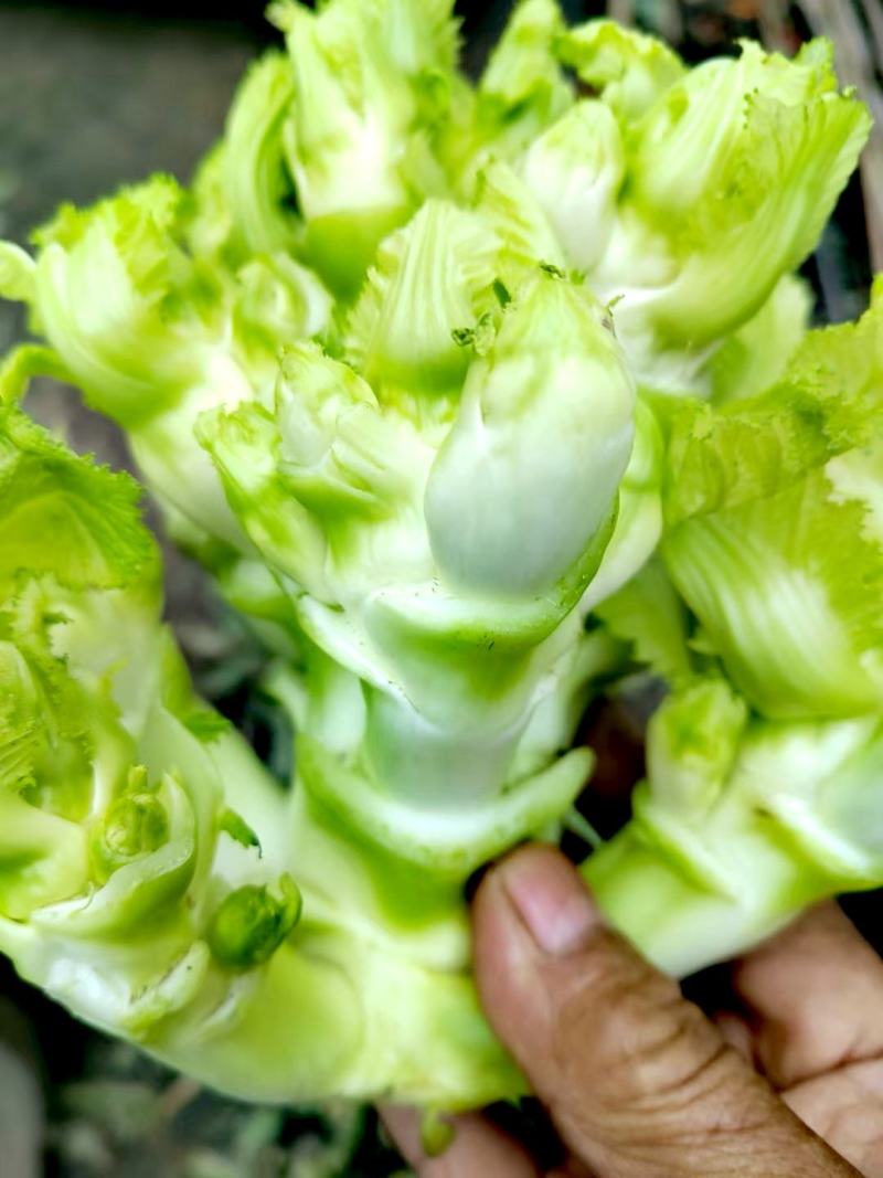 早熟儿菜种子早福娃早熟儿菜抗病高产商品性强