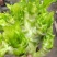 早熟儿菜种子早福娃早熟儿菜抗病高产商品性强