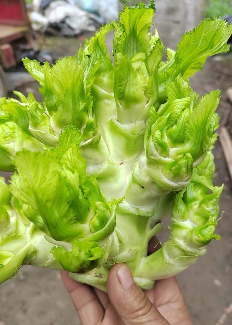 早熟儿菜种子早福娃早熟儿菜抗病高产商品性强