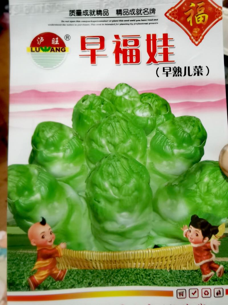 早熟儿菜种子早福娃早熟儿菜抗病高产商品性强