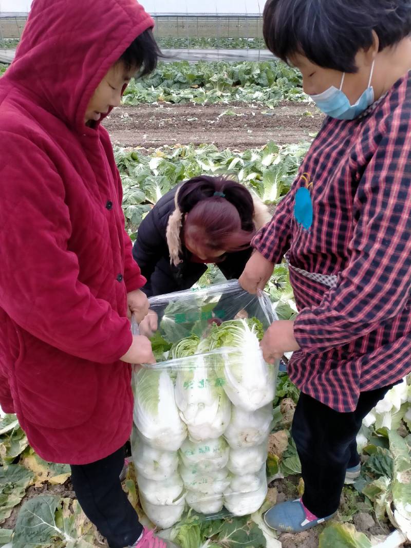 【推荐】精品黄心白菜河南基地直供质量保证量大从优