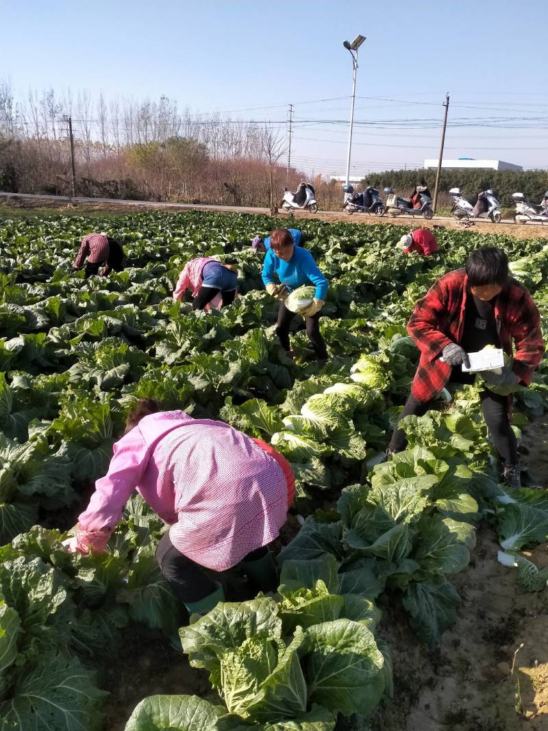 【推荐】精品黄心白菜河南基地直供质量保证量大从优