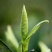 【全国包邮】早茶竹叶青，汤色好芽头好，直立感好，香味浓厚