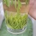 【全国包邮】早茶竹叶青，汤色好芽头好，直立感好，香味浓厚