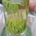 【全国包邮】早茶竹叶青，汤色好芽头好，直立感好，香味浓厚