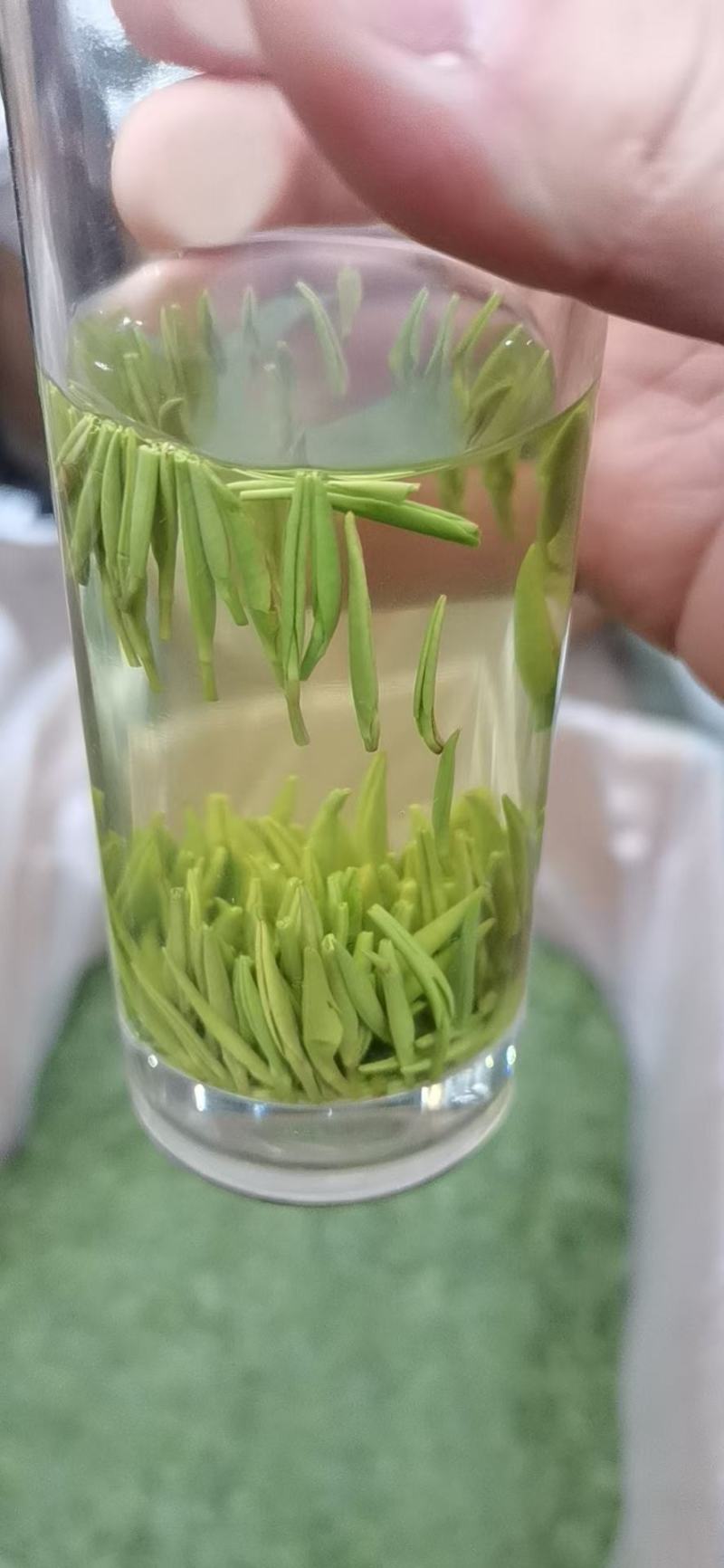 【全国包邮】早茶竹叶青，汤色好芽头好，直立感好，香味浓厚
