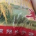 黄金晴大米，不抛光不打蜡不掺杂做好品种做良心生意。