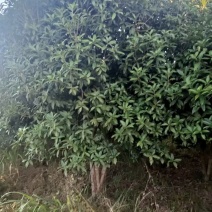 丛生桂花大小规格大量