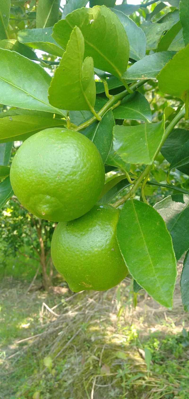 万州青柠檬孕妇水果奶茶店榨汁专用自产自销支持一件代发