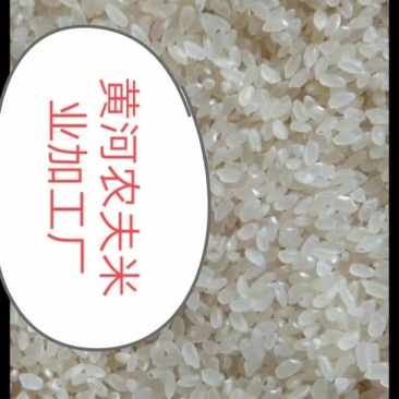 大米原阳优质大米期待老板光临合作，质量有保证，不掺外地