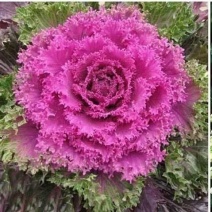 羽衣甘蓝苗耐寒观赏蔬菜苗盆栽庭院绿植园林城市美化苗耐寒
