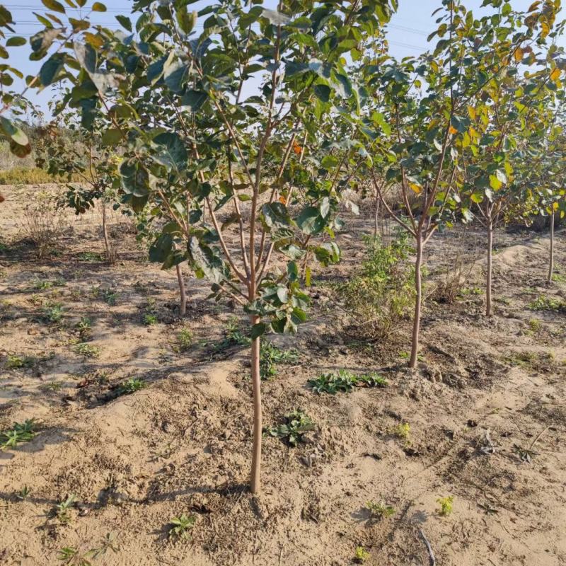 黄栌3456河北保定正宗黄栌基地丛生黄栌规格齐全树形美观