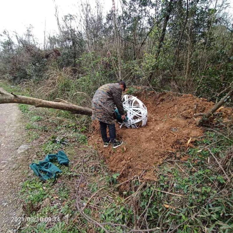 榔榆榆树九江市柴桑区清风园林常年供应各种规格苗木