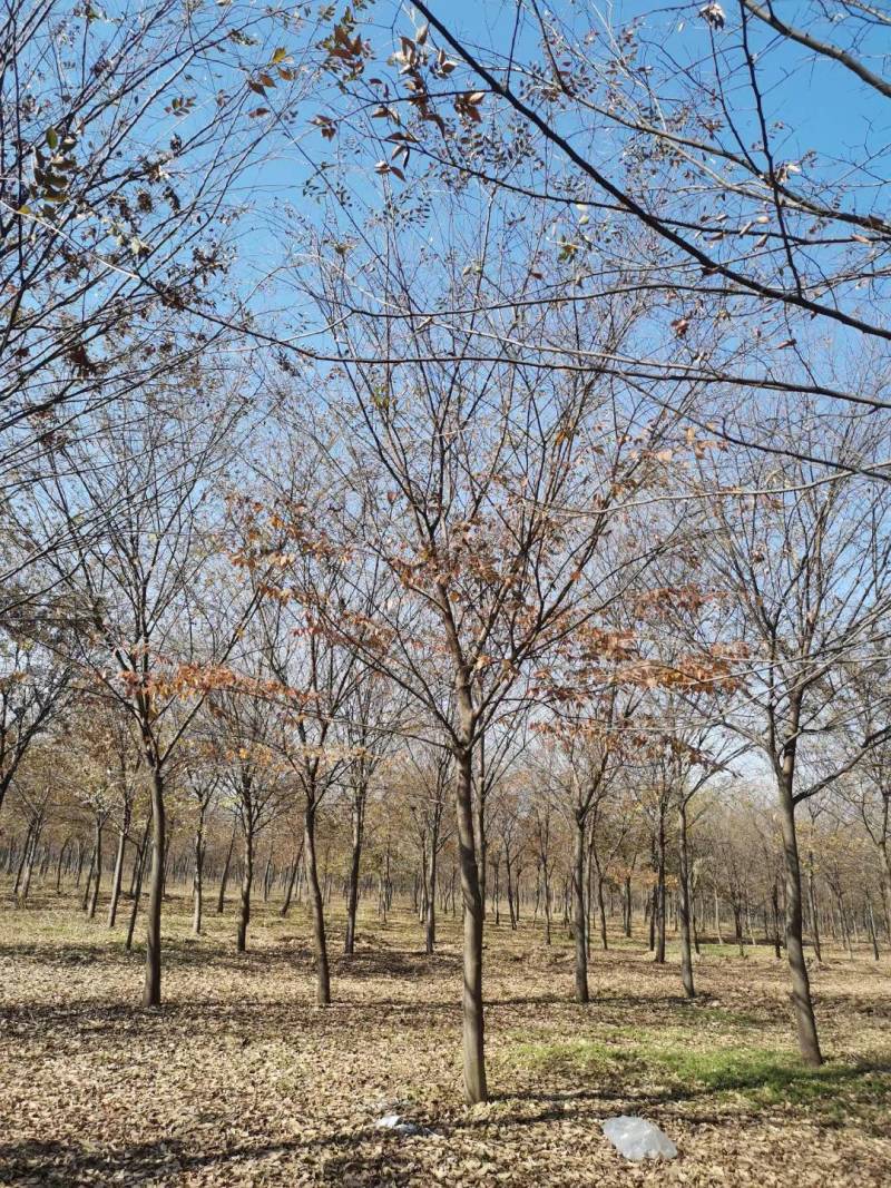 榉树九江市柴桑区清风园林常年供应各种规格苗木