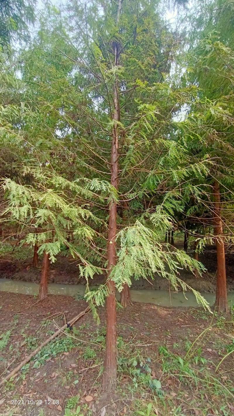 红豆杉中山衫落羽杉水杉池杉杉树常年供应各种规格