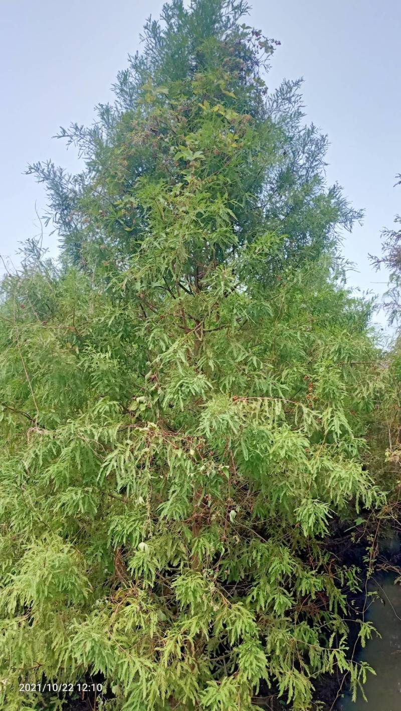 红豆杉中山衫落羽杉水杉池杉杉树常年供应各种规格