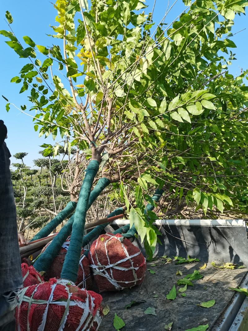 河南鄢陵腊梅万亩基地直销