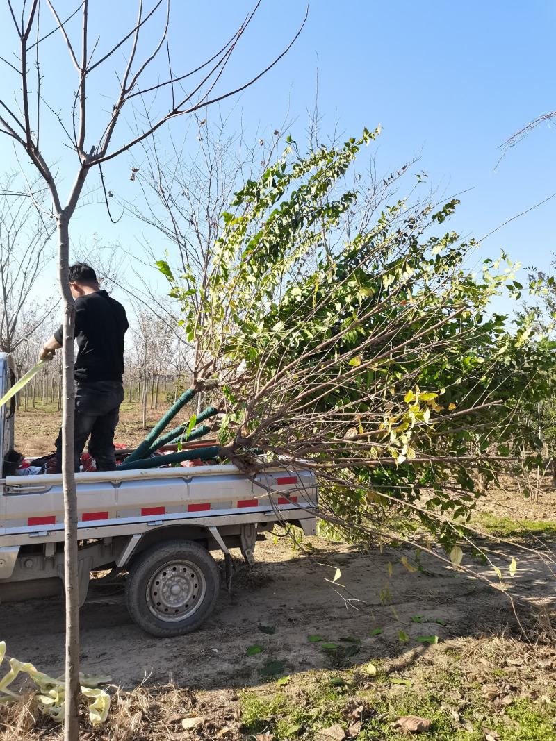 河南鄢陵腊梅万亩基地直销