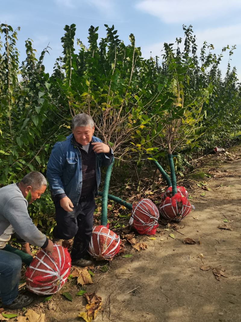 河南鄢陵腊梅万亩基地直销