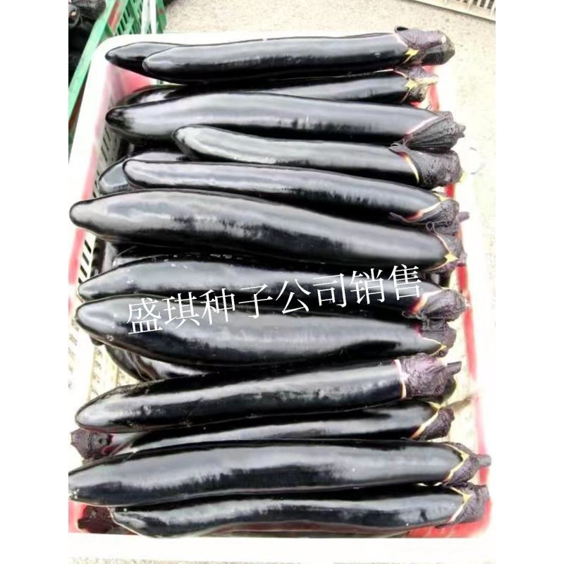 盛一奇墨娇黑长茄种子软糯口感好春秋露地冬季保护地栽培