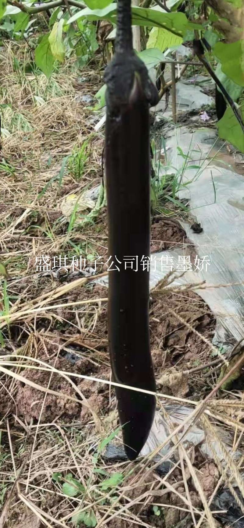 盛一奇墨娇黑长茄种子软糯口感好春秋露地冬季保护地栽培