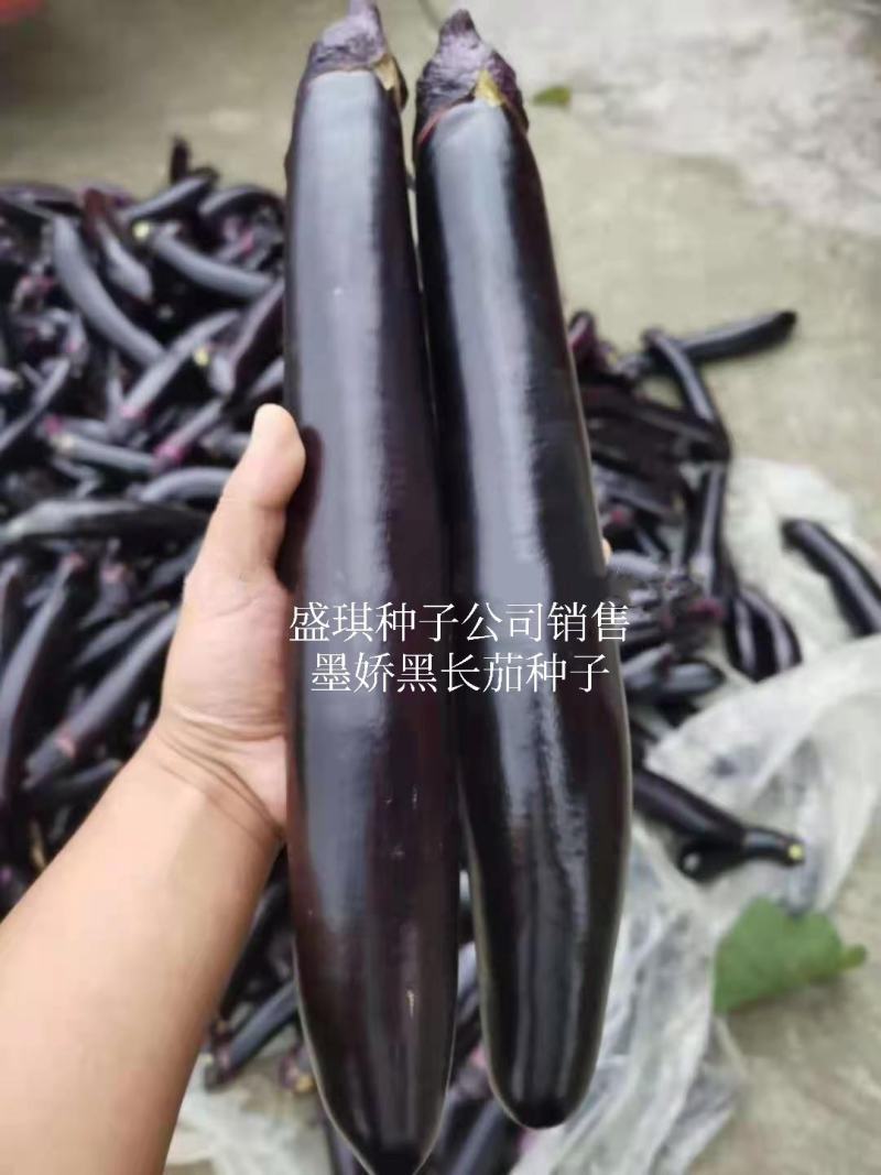 盛一奇墨娇黑长茄种子软糯口感好春秋露地冬季保护地栽培