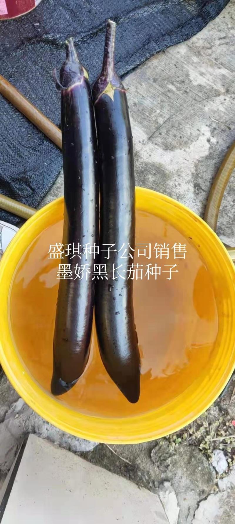 盛一奇墨娇黑长茄种子软糯口感好春秋露地冬季保护地栽培
