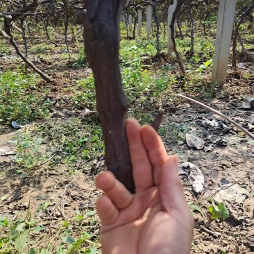 供应3公分占地葡萄树，2.3---3米水泥立柱