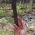 供应3公分占地葡萄树，2.3---3米水泥立柱