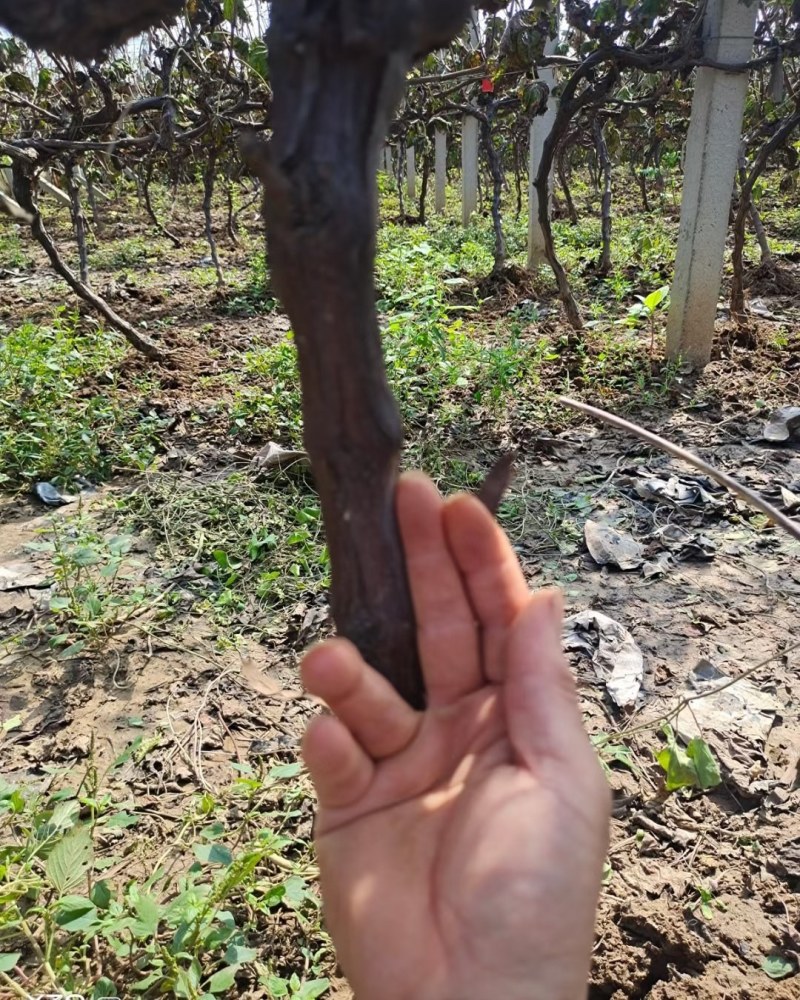 供应3公分占地葡萄树，2.3---3米水泥立柱