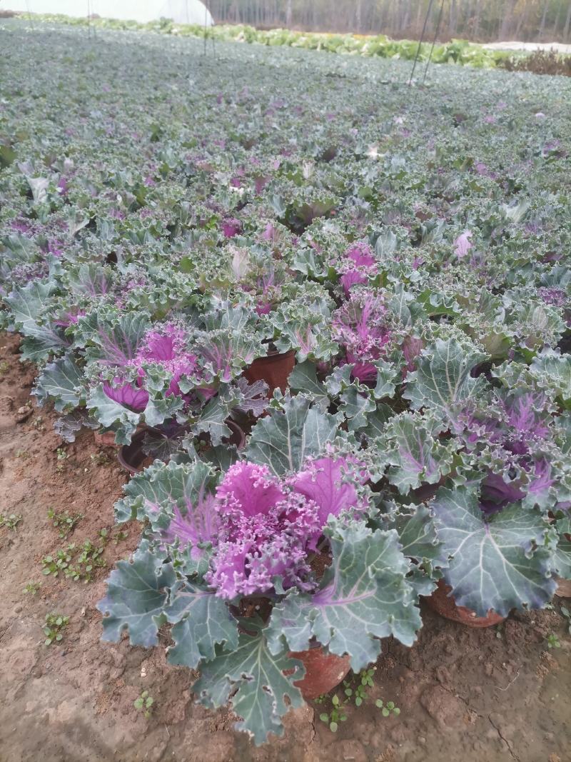 羽衣甘蓝，耐寒草花，羽衣甘蓝多年生，大量供应，羽衣甘蓝