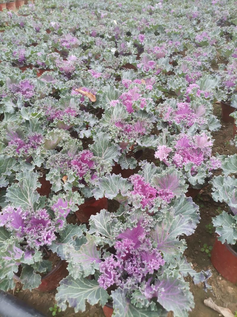 羽衣甘蓝，耐寒草花，羽衣甘蓝多年生，大量供应，羽衣甘蓝