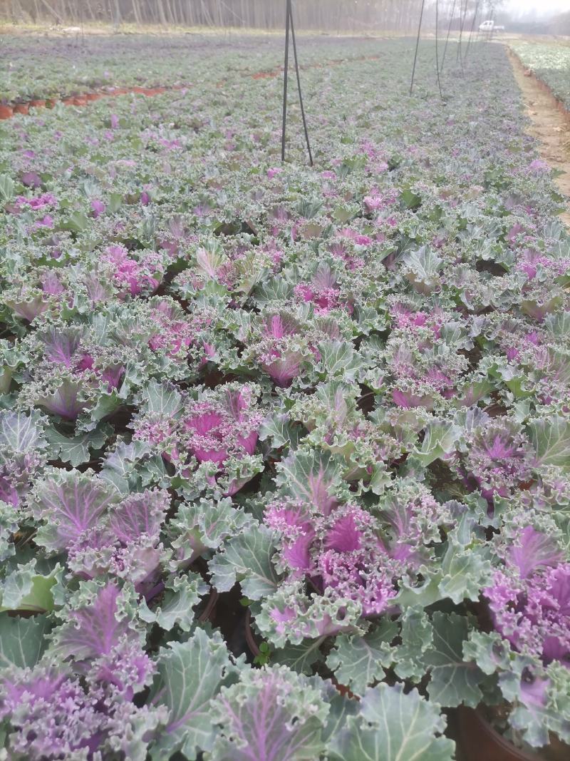 羽衣甘蓝，耐寒草花，羽衣甘蓝多年生，大量供应，羽衣甘蓝