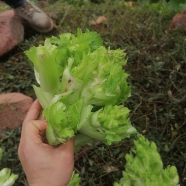 千亩儿菜，正式大量上市，欢迎各位大佬前来合作