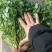 精品小叶香菜